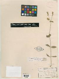 Silene campanulata subsp. glandulosa image