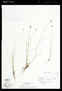 Juncus confusus image