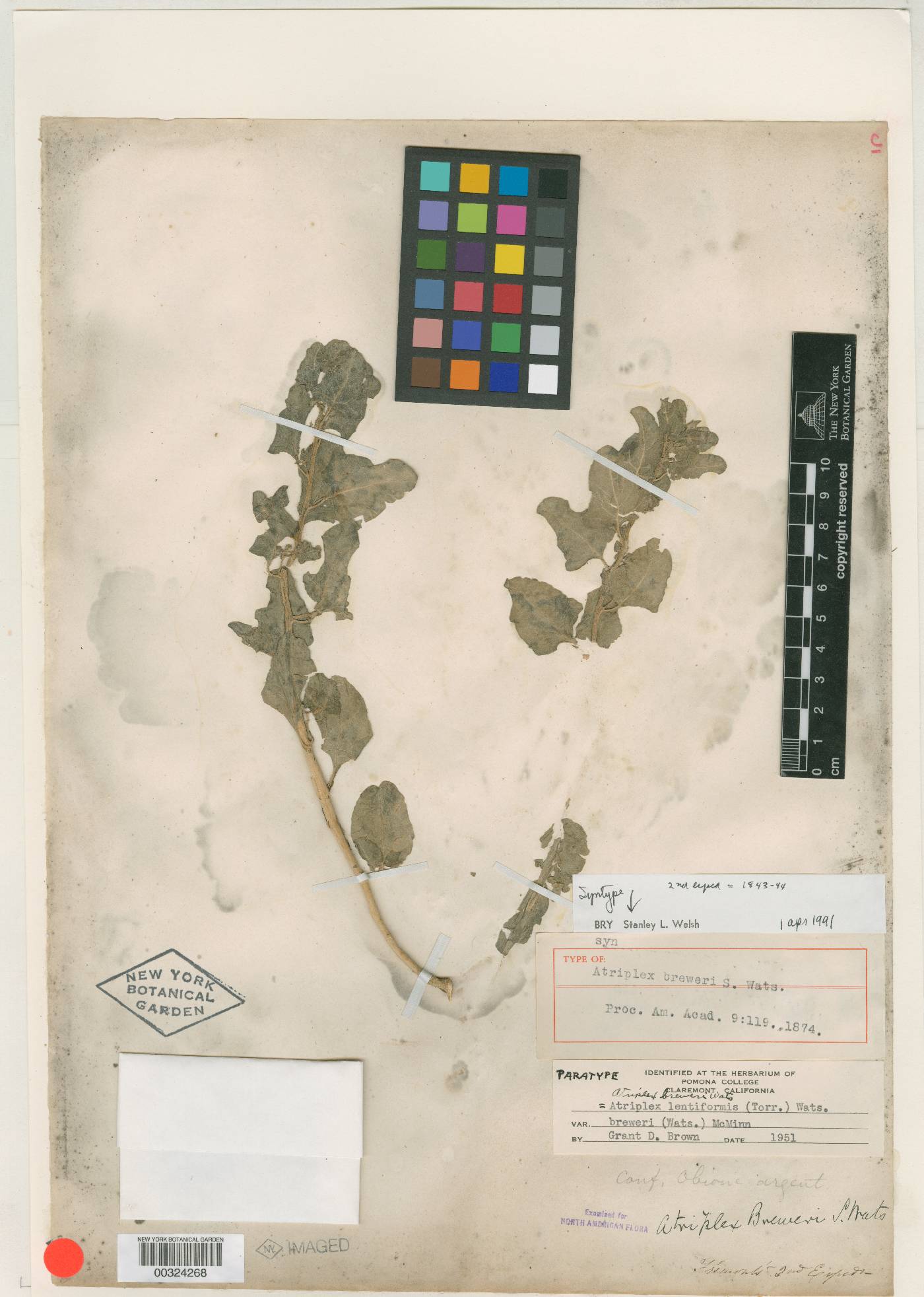 Atriplex lentiformis subsp. breweri image