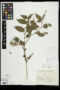 Image Associated With the Occurence