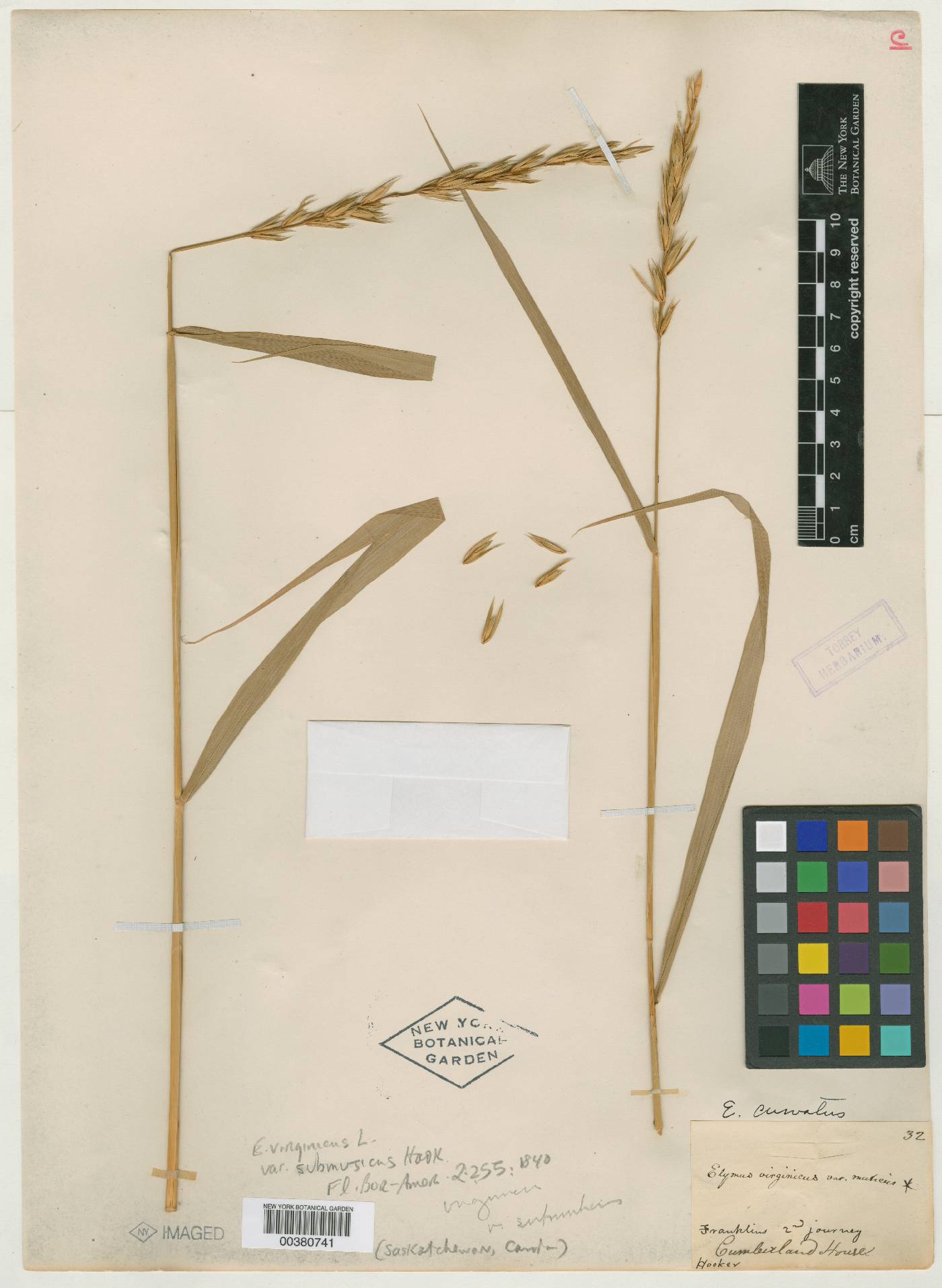 Elymus curvatus image