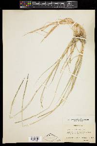 Sporobolus contractus image