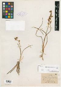 Media resource of Hesperanthes albomarginata