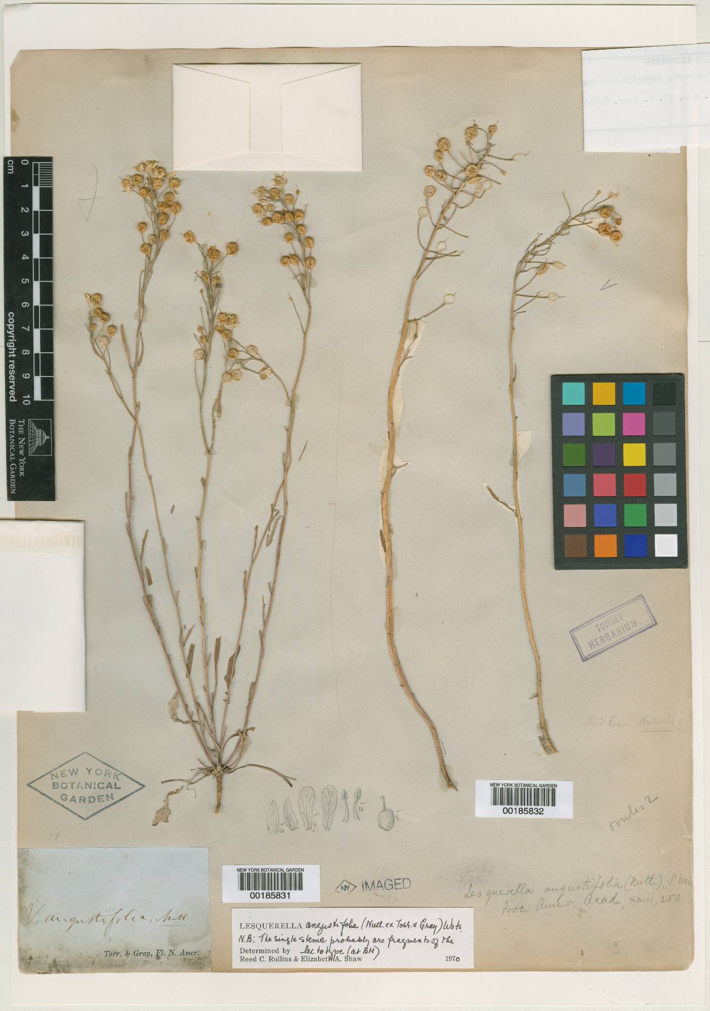 Physaria angustifolia image