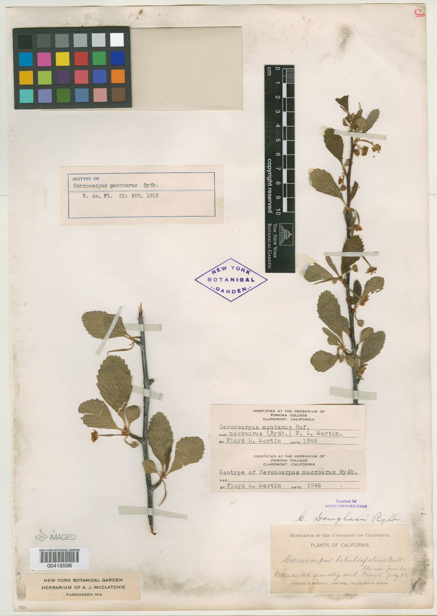 Cercocarpus macrourus image