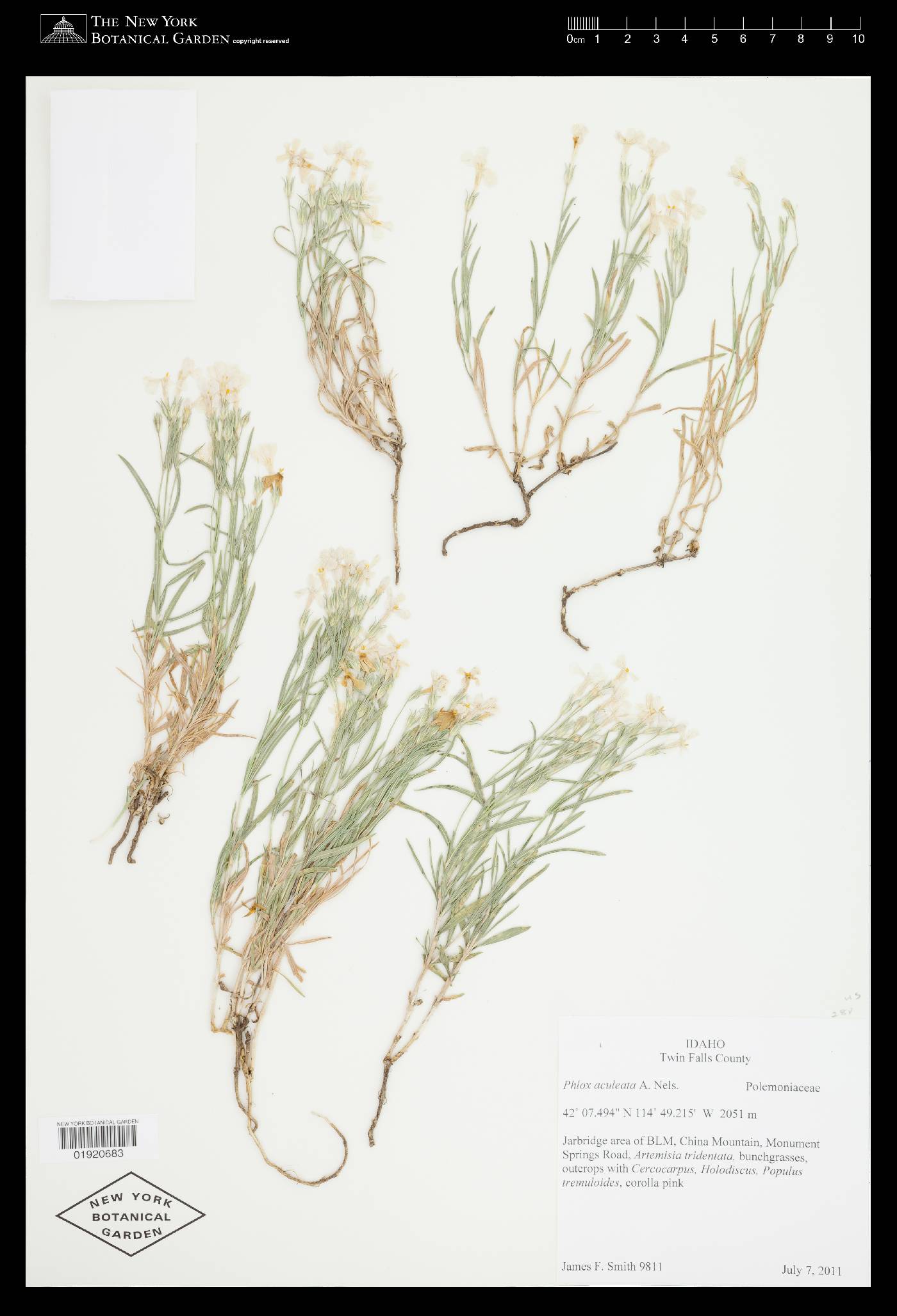 Phlox aculeata image