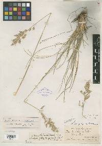 Poa fendleriana subsp. longiligula image