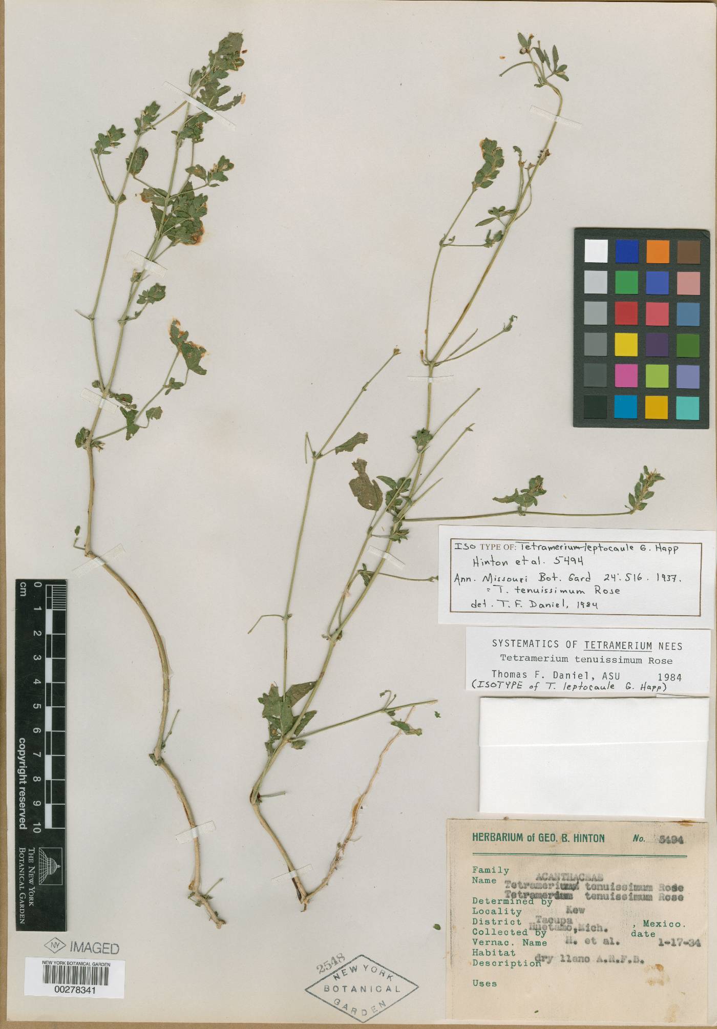 Tetramerium leptocaule image