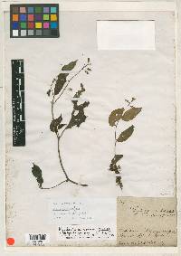 Image Associated With the Occurence
