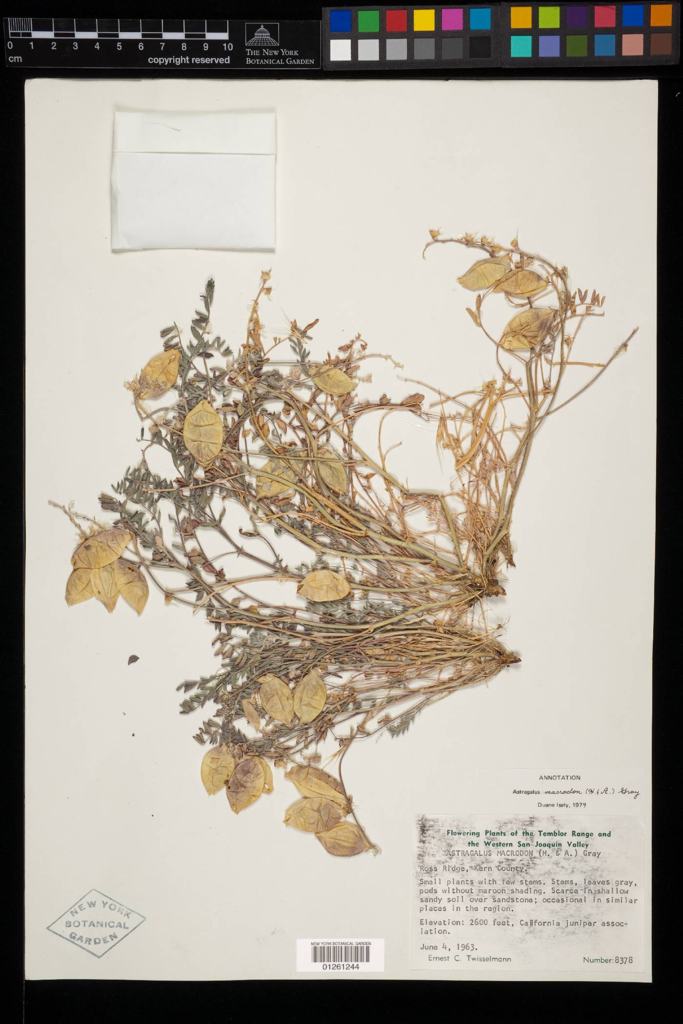 Astragalus macrodon image