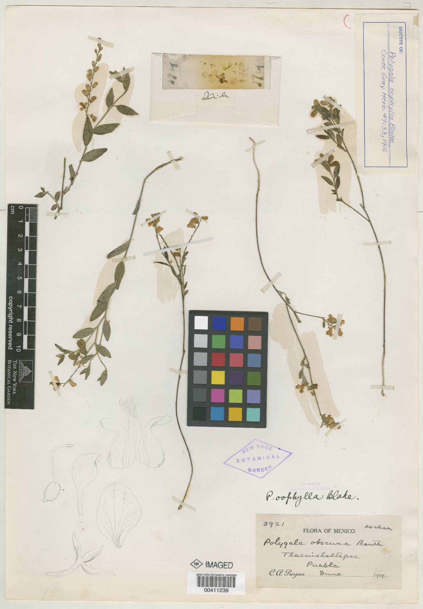 Polygala oophylla image