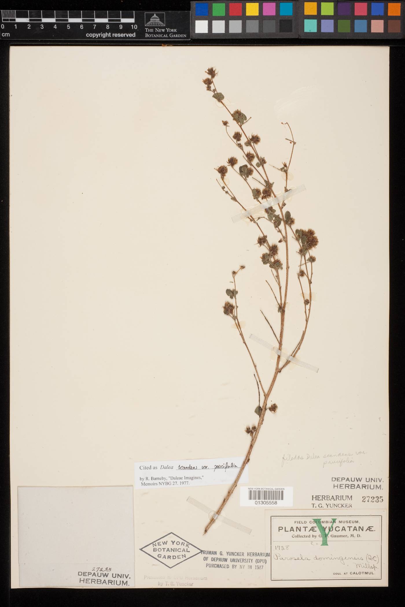 Dalea scandens image