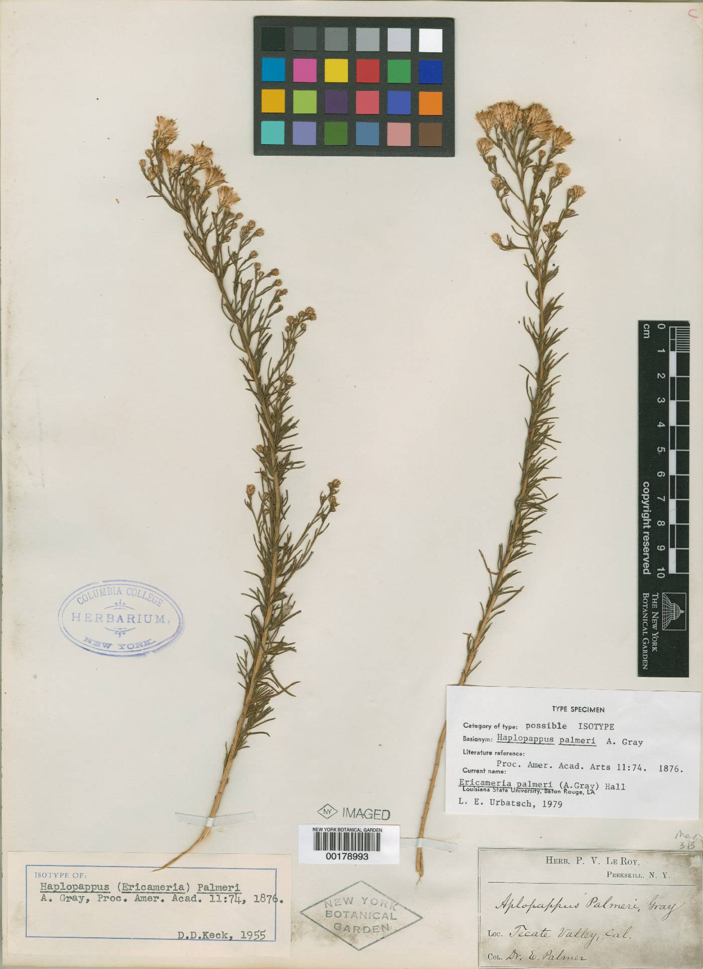 Haplopappus palmeri image