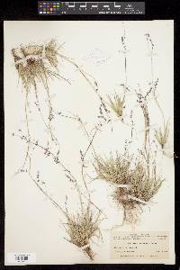 Griffithsochloa multifida image