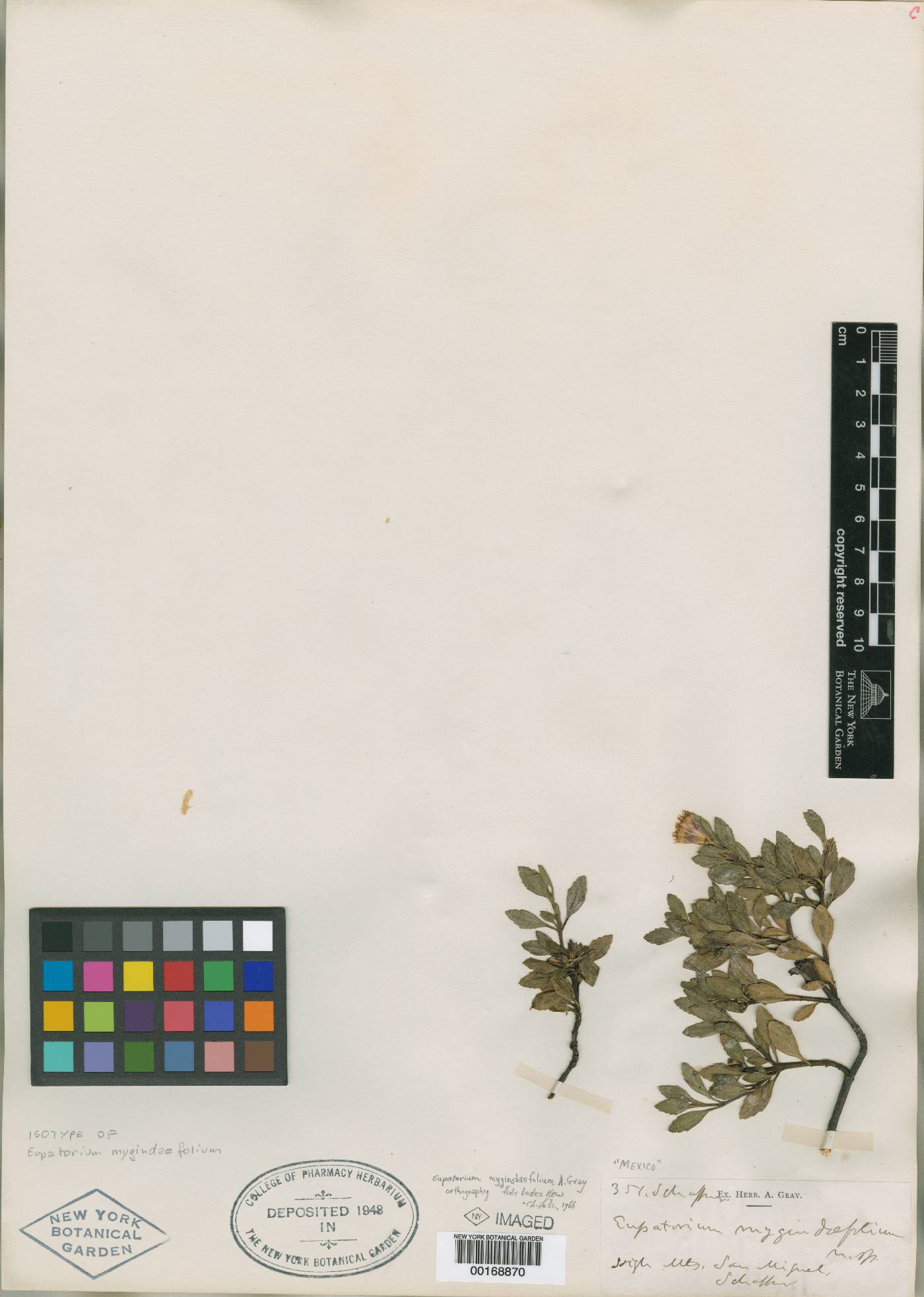 Ageratina oppositifolia image