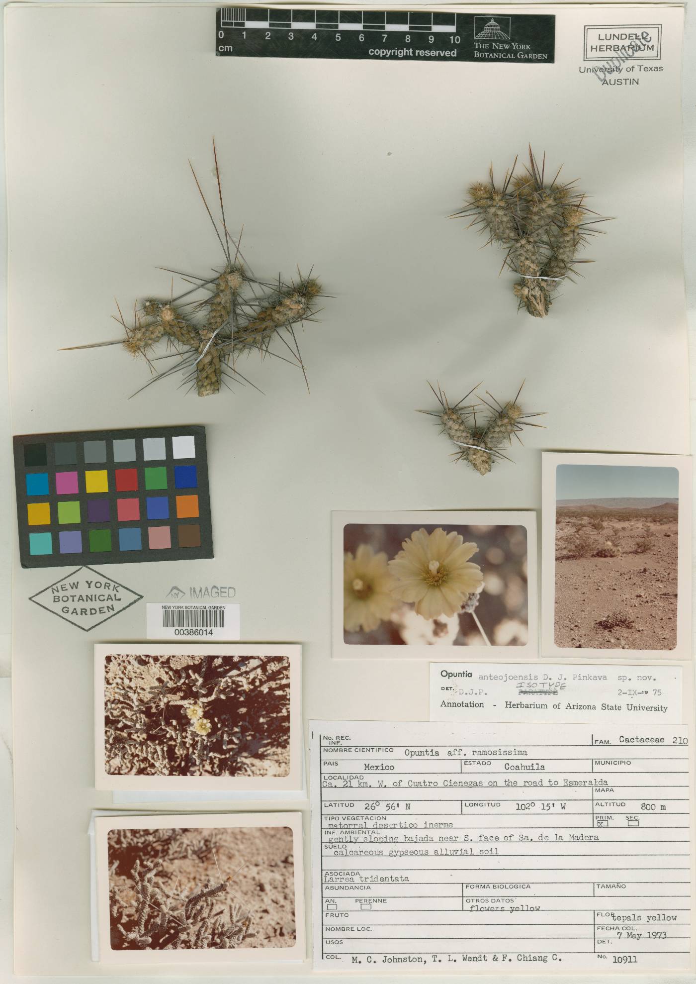 Opuntia anteojoensis image