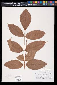 Bursera hintonii image