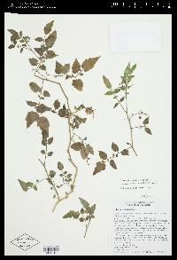 Solanum pimpinellifolium image