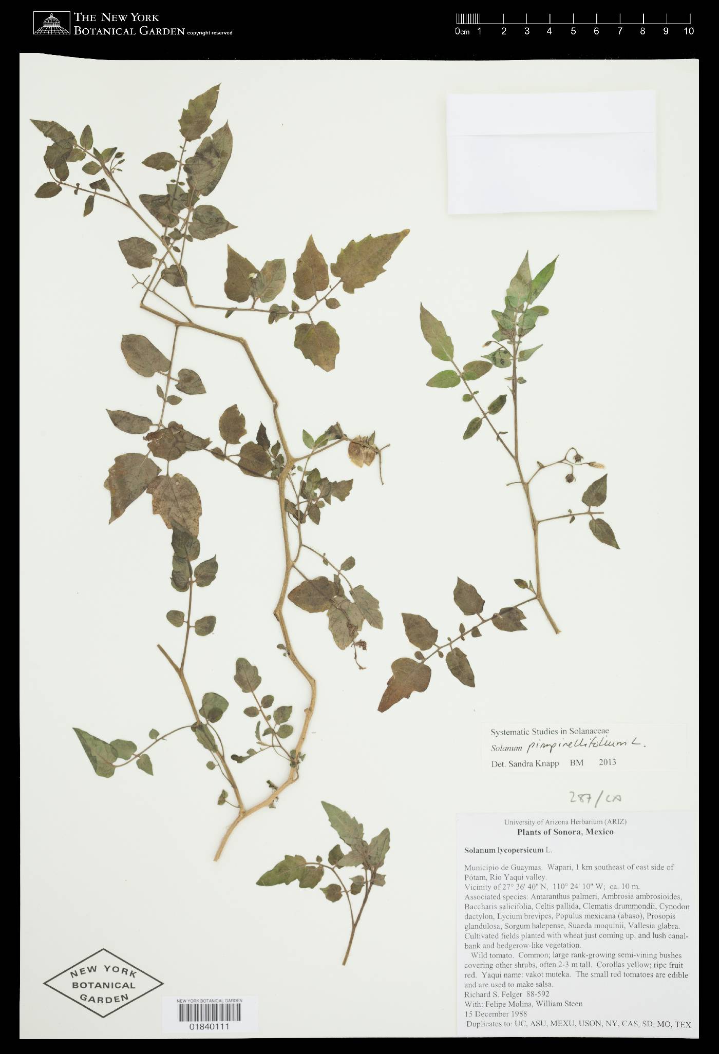 Solanum pimpinellifolium image