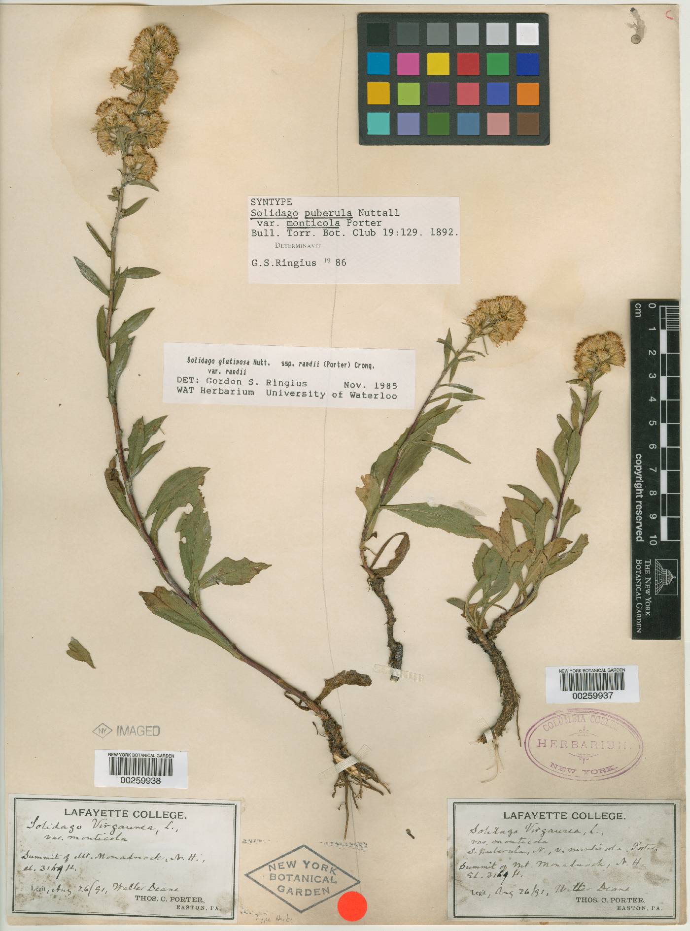 Solidago simplex var. monticola image