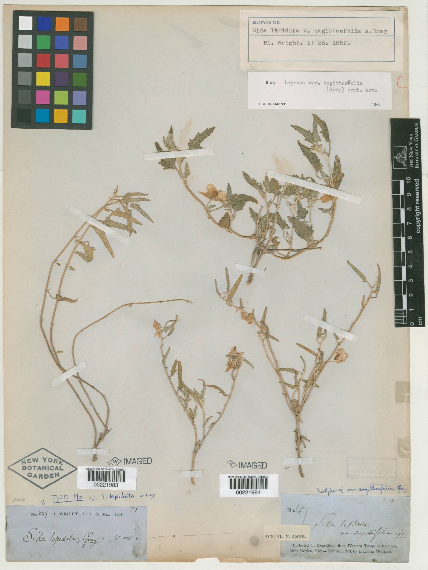 Sida sagittaefolia image