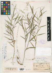 Panicum pedicellatum image