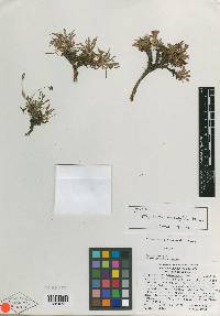 Stephanomeria monocephala image