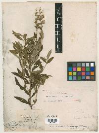Teucrium nashii image