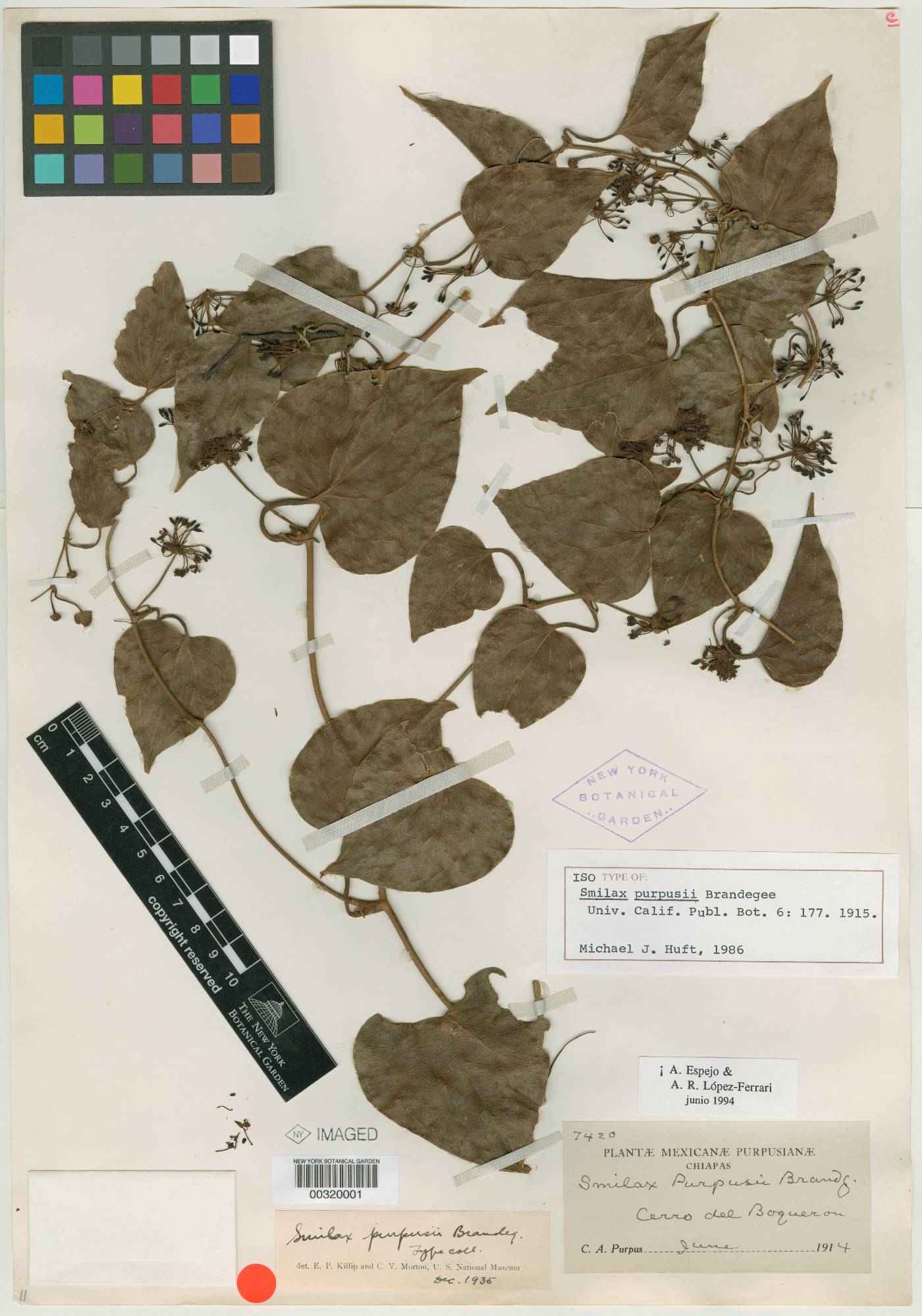 Smilax subpubescens image