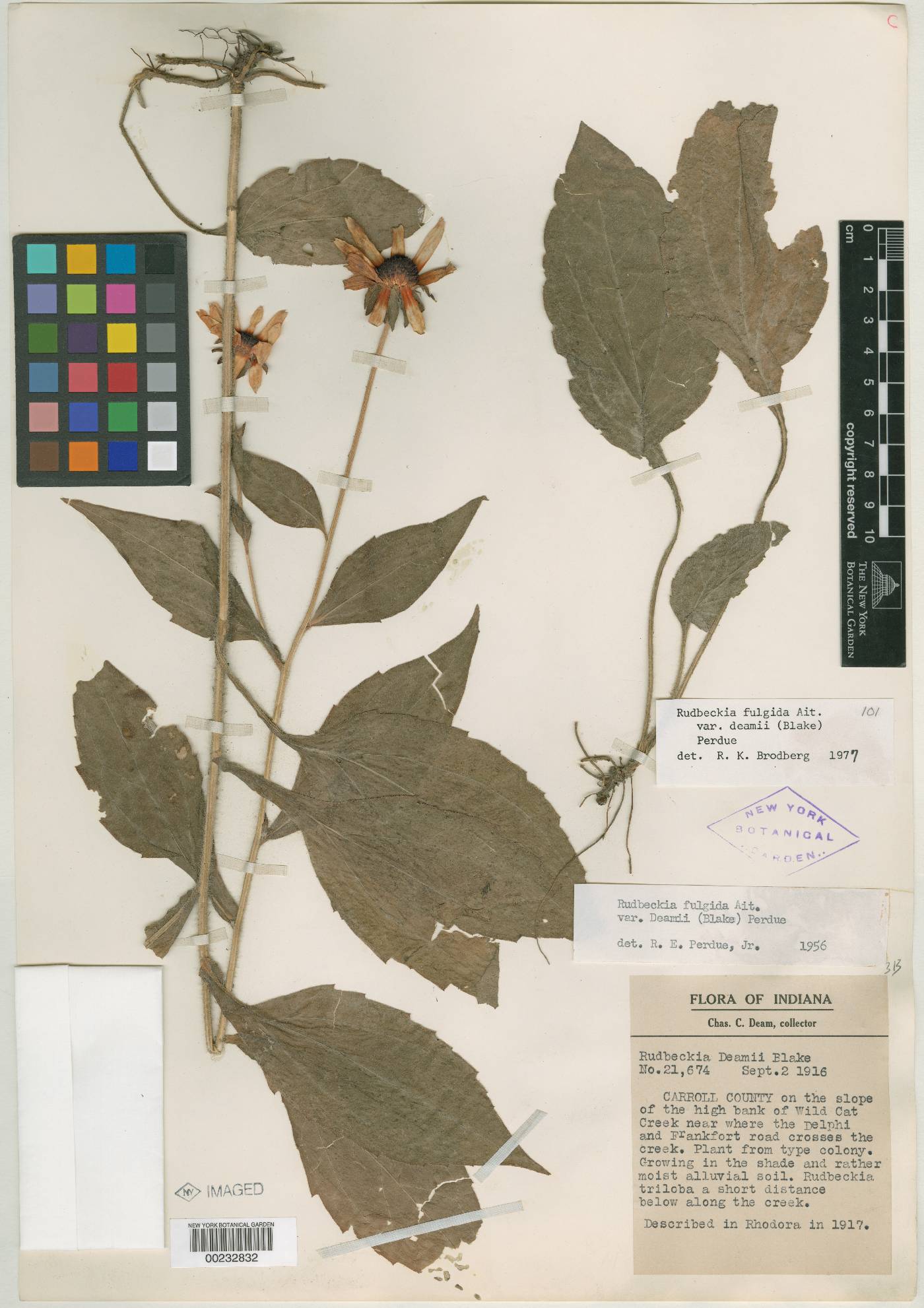 Rudbeckia deamii image