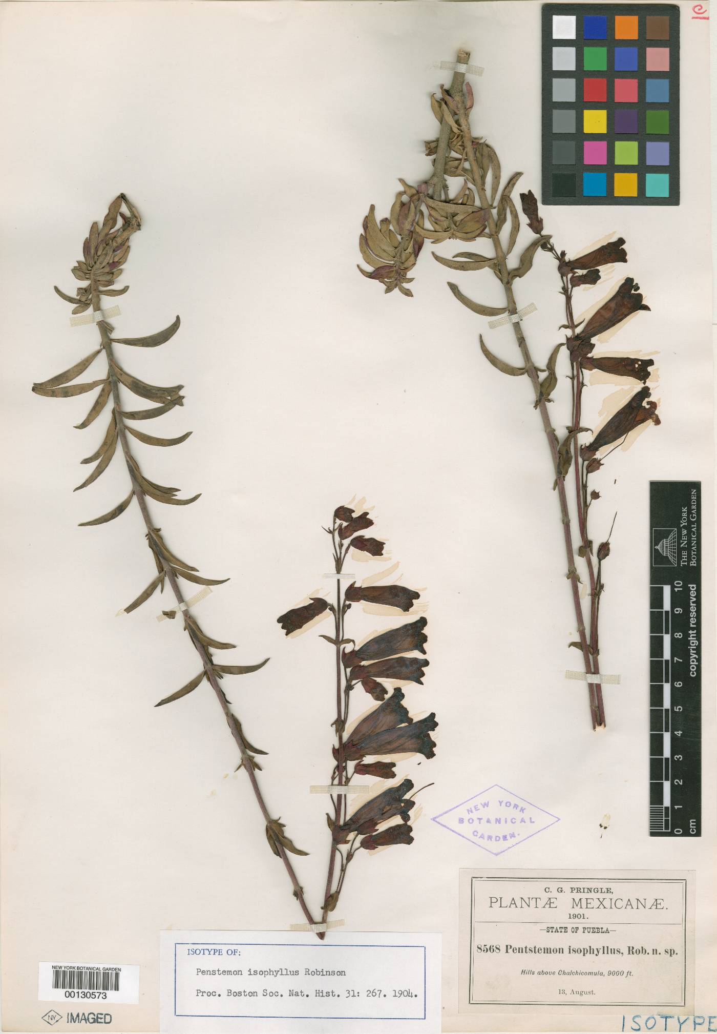 Penstemon isophyllus image