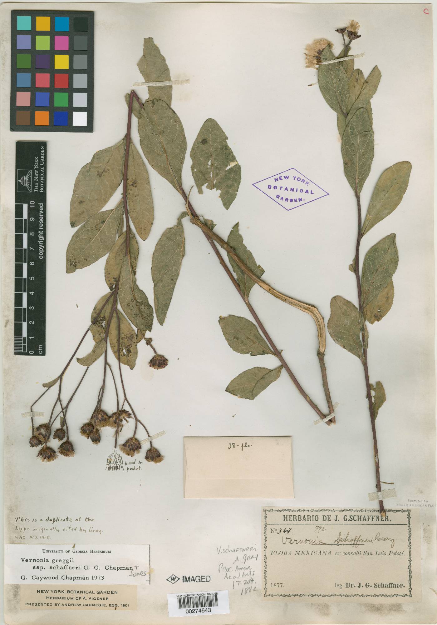 Vernonia greggii subsp. schaffneri image