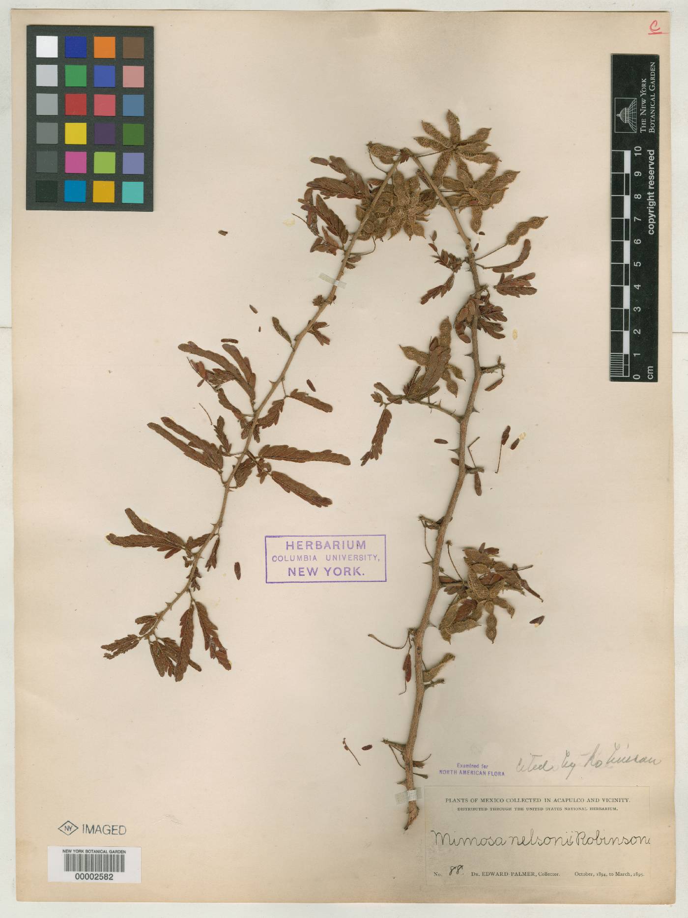 Mimosa nelsonii image