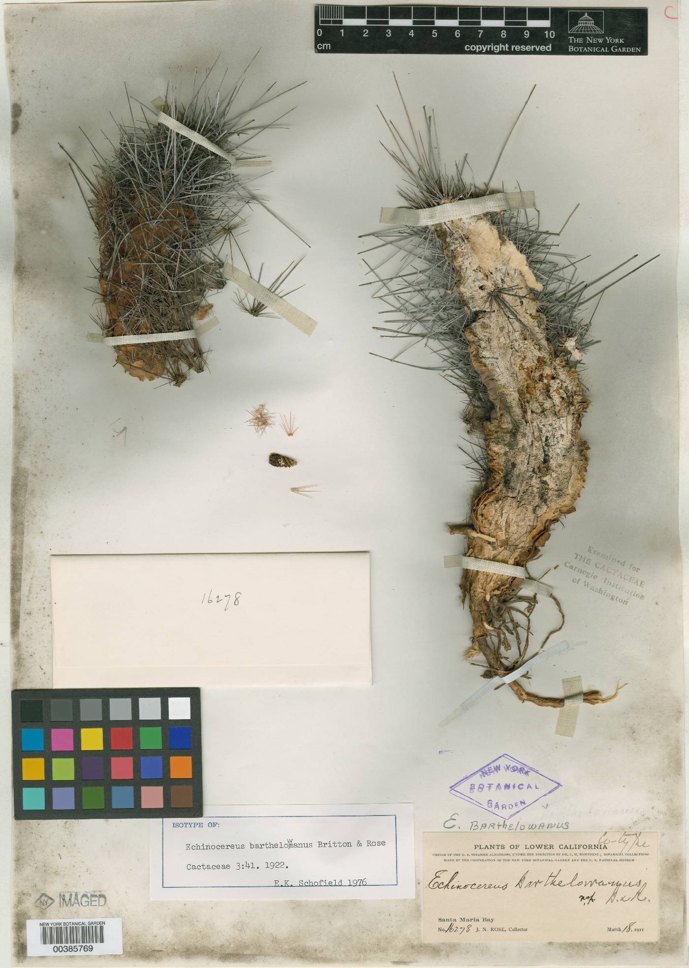 Echinocereus barthelowanus image