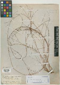 Dalea chrysorrhiza image