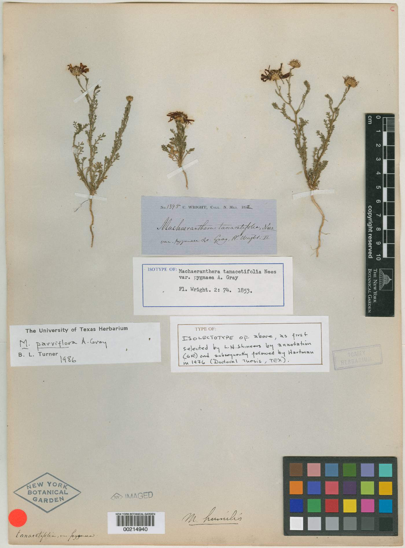 Leucosyris parviflora image