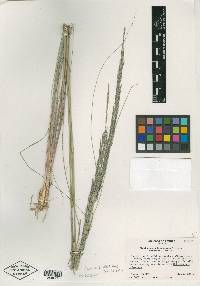 Muhlenbergia reederorum image