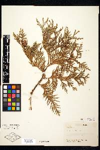 Thuja occidentalis image