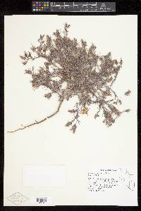Cordylanthus kingii image