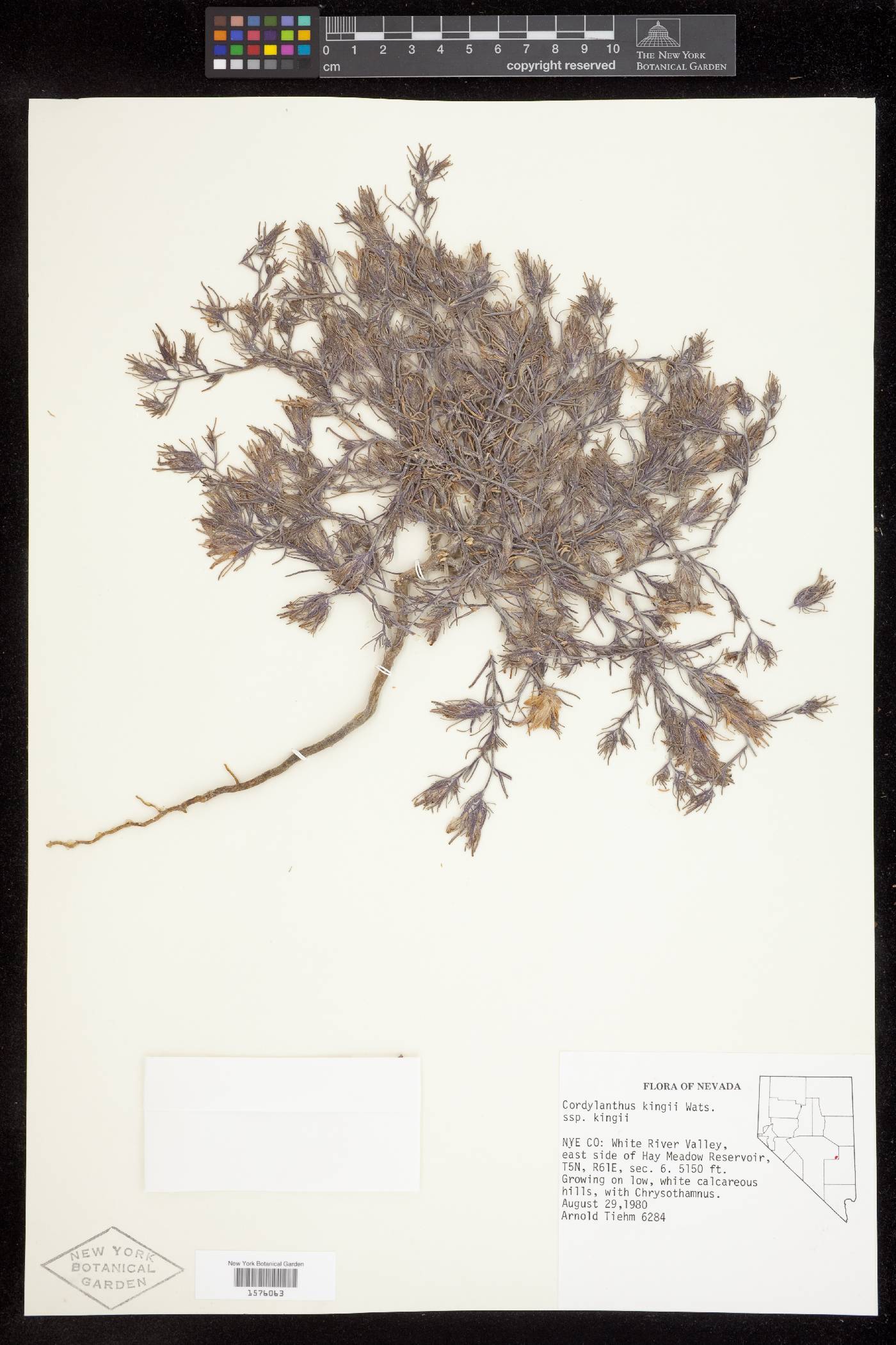 Cordylanthus kingii image