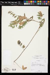 Glycyrrhiza lepidota image