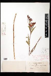 Vernonia fasciculata var. fasciculata image