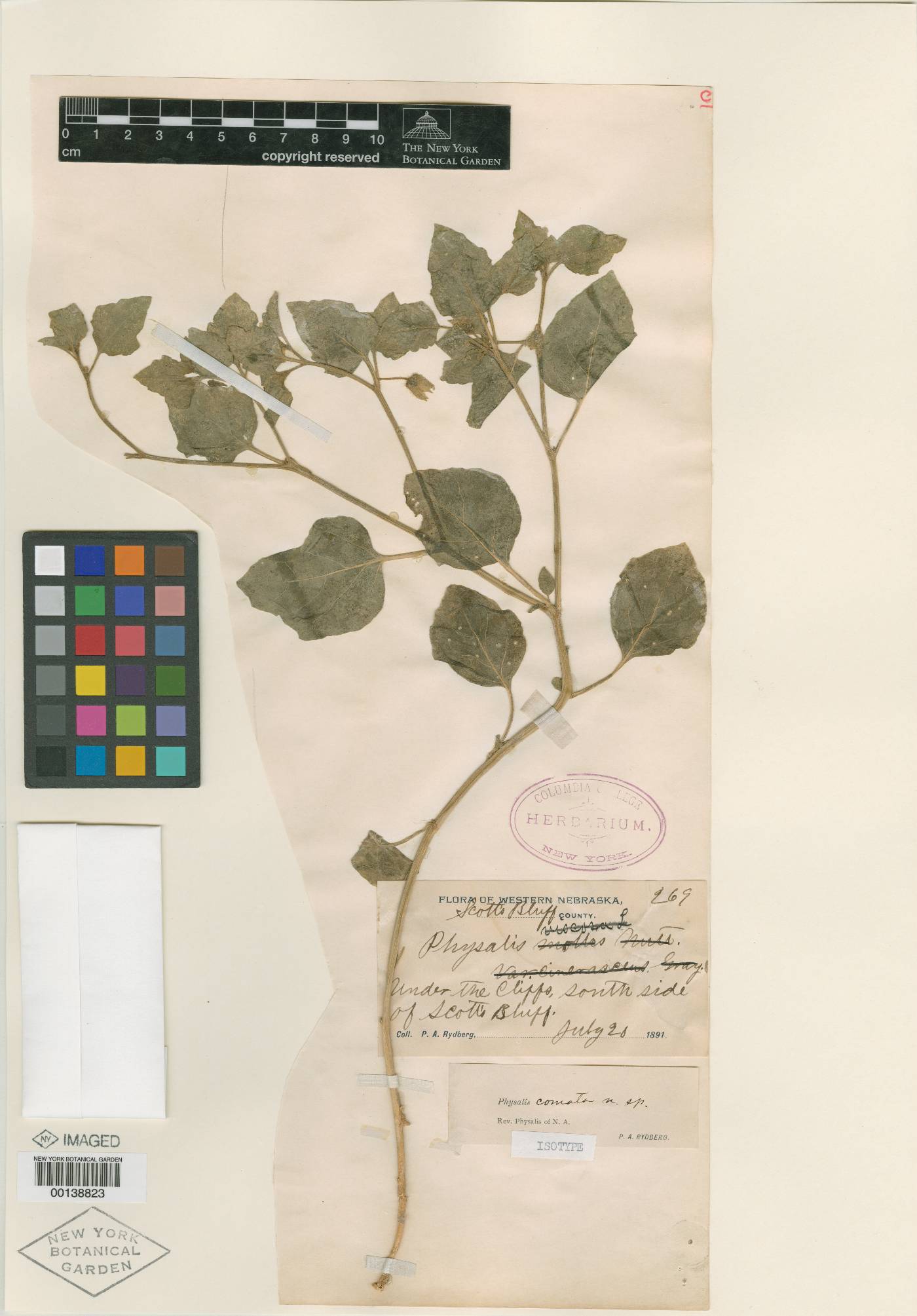 Physalis comata image