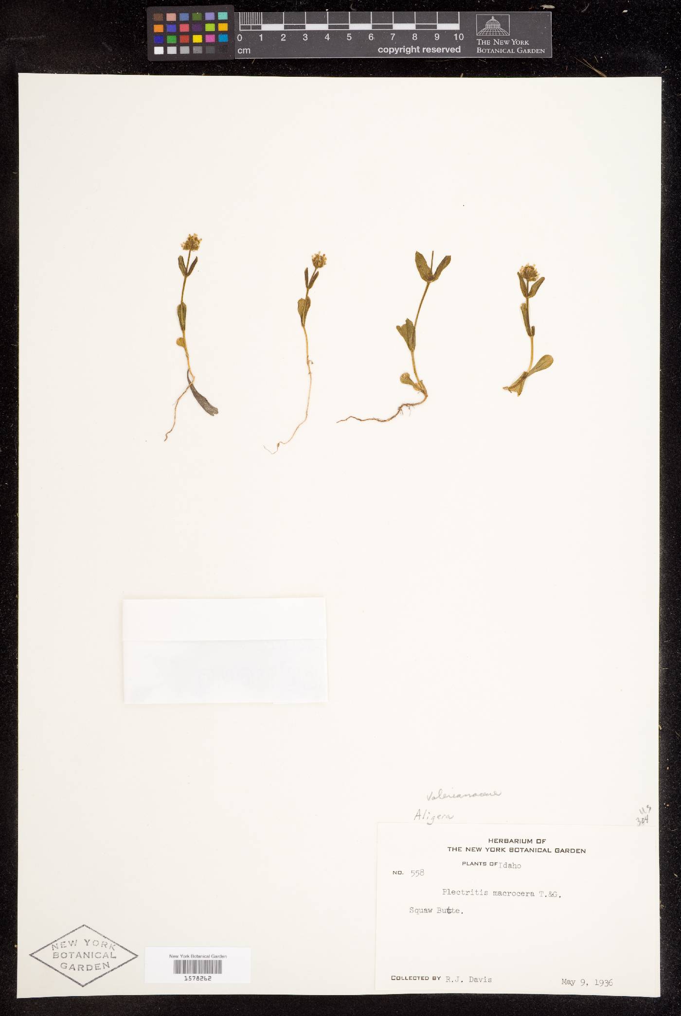Plectritis macrocera var. grayi image