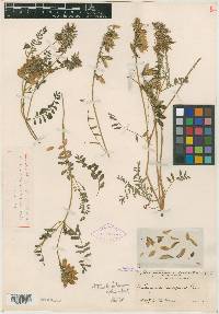 Astragalus tolucanus image