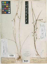 Juncus subcaudatus image