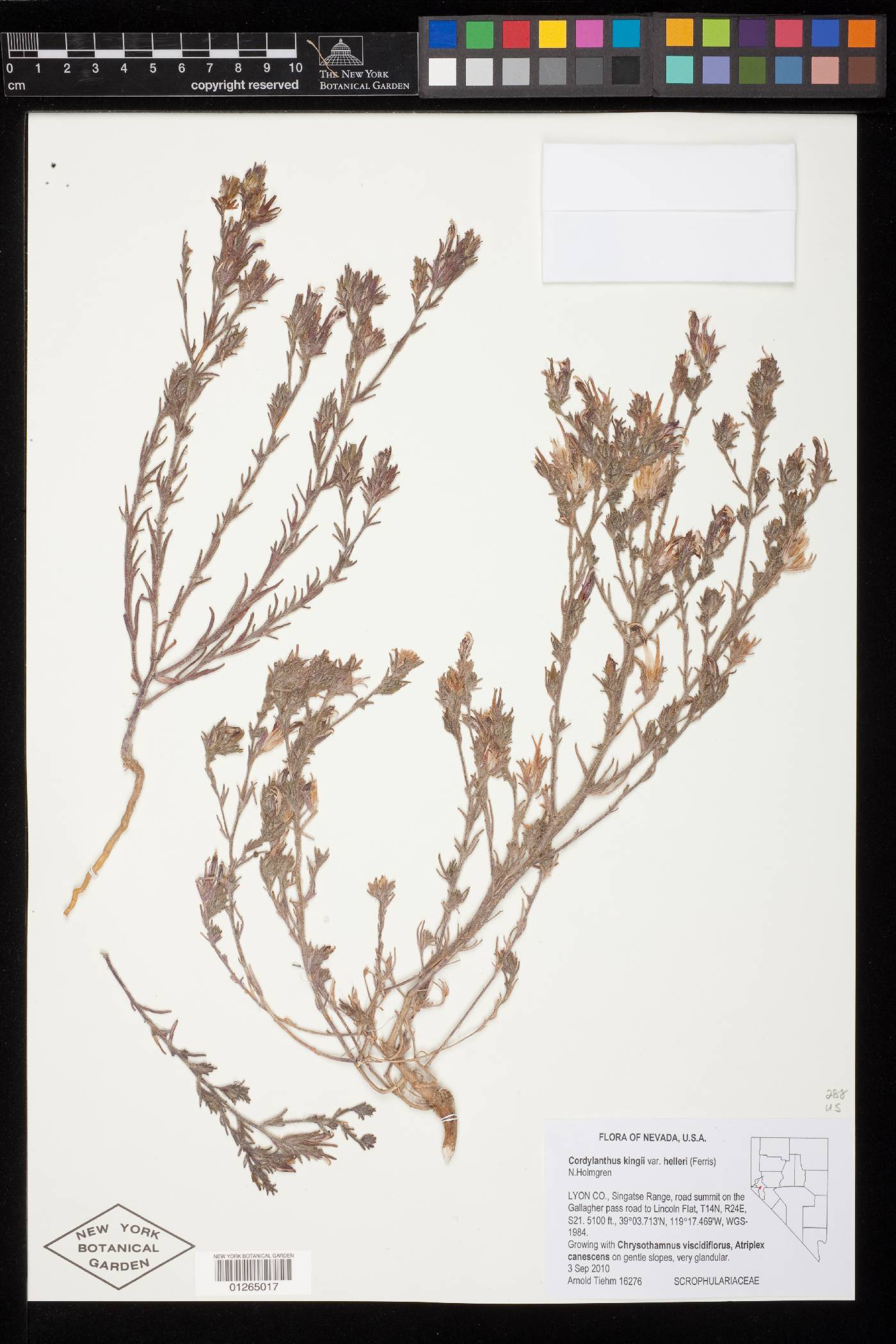 Cordylanthus kingii var. helleri image