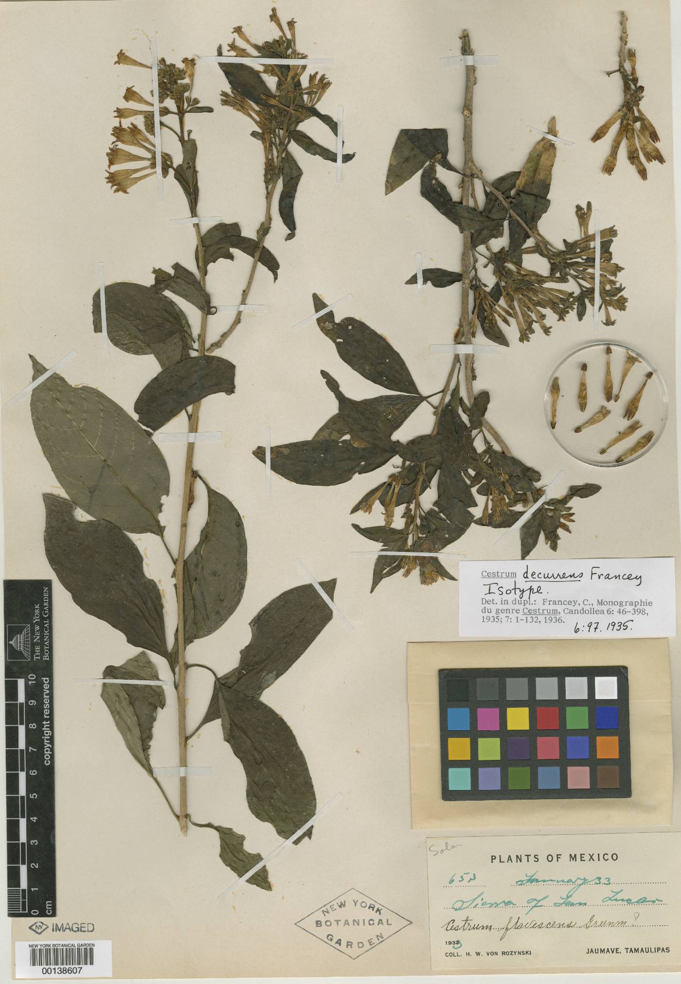 Cestrum decurrens image
