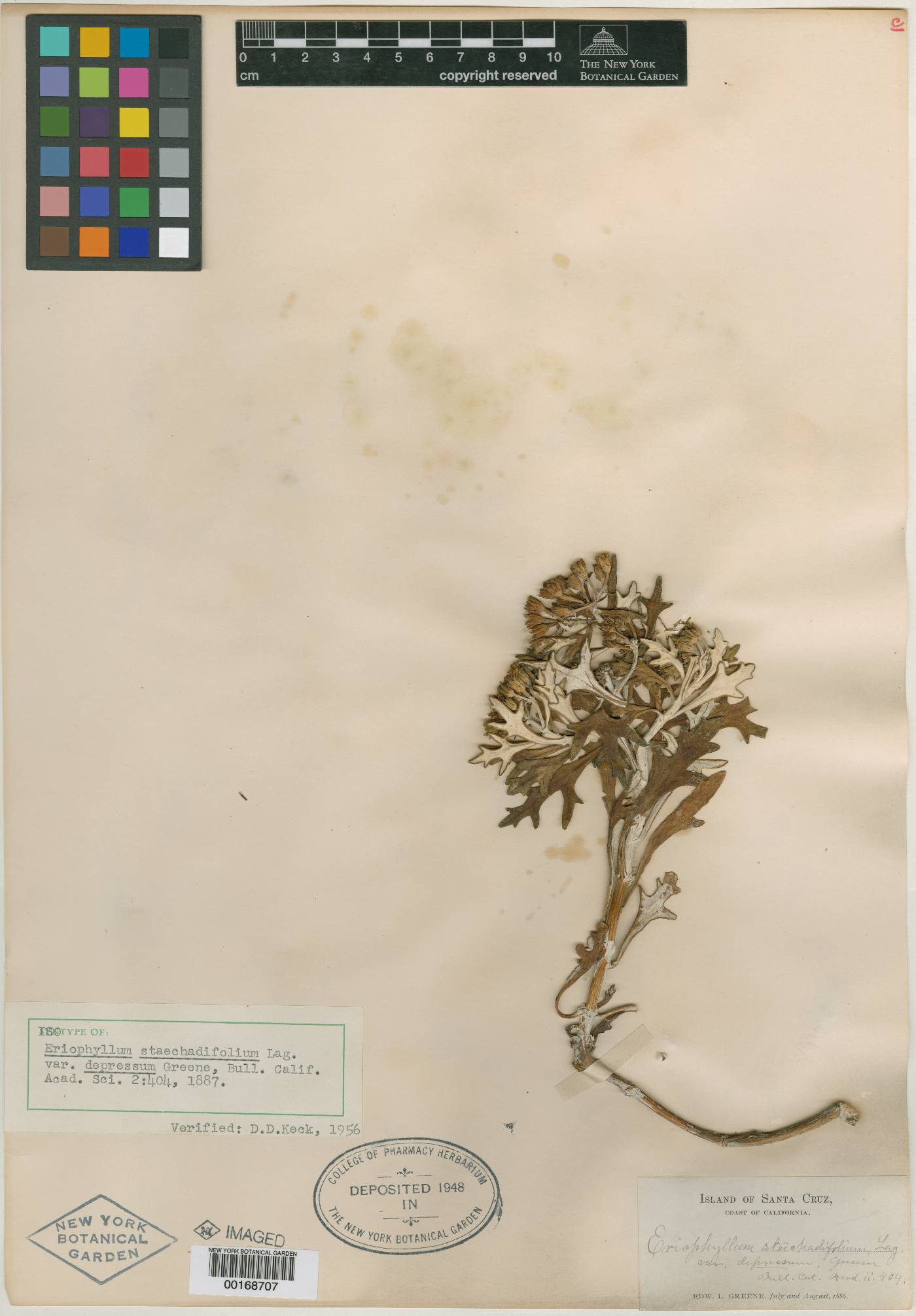 Eriophyllum staechadifolium var. depressum image