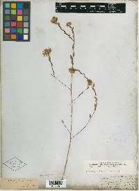 Aster phyllolepis image